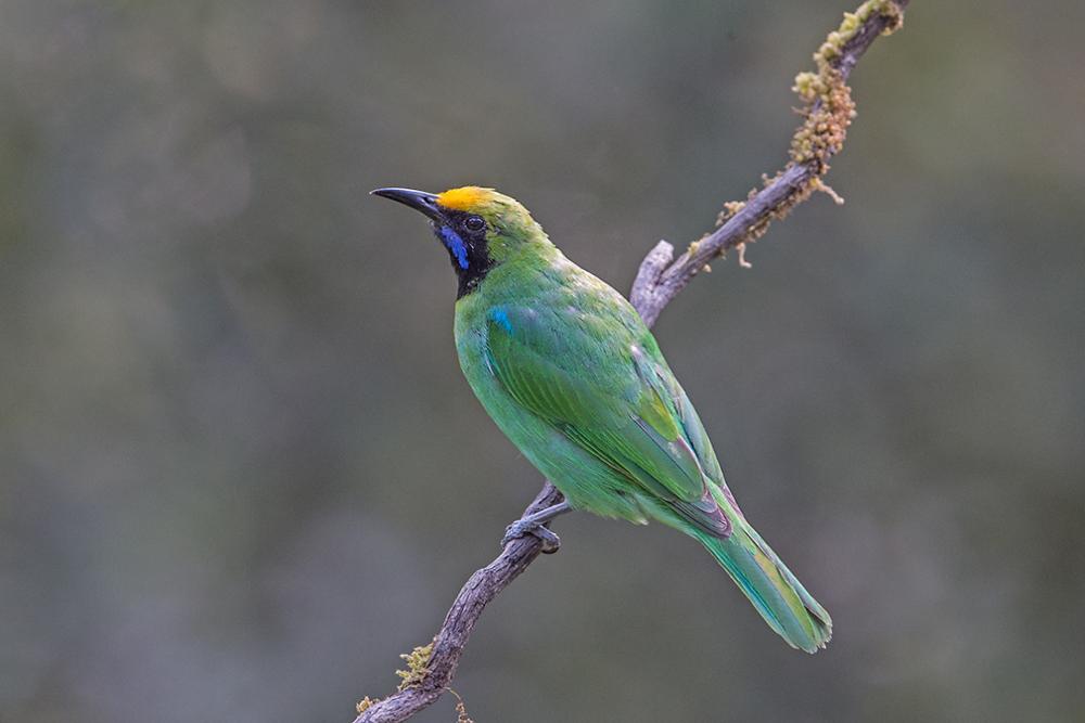 Salim Ali Bird Sanctuary (10).jpg